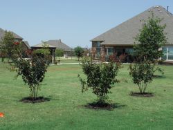 Miss Frances Crape Myrtles installed in a window formation.