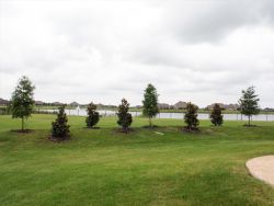 Little Gem Magnolias installed by Treeland Nursery between bald cypress trees.