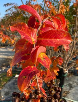 Natchez Crape Myrtle photographed during the Fall.