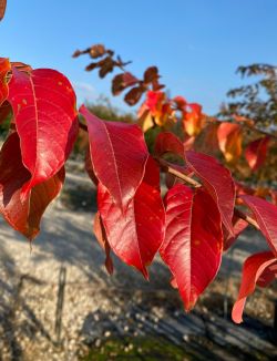 Natchez Crape Myrtle photographed during the Fall.