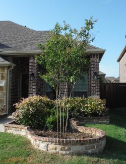 Natchez Crape Myrtle installed in a flowerbed by Treeland Nursery.