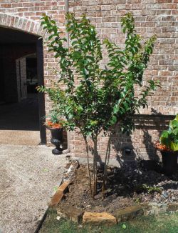 Natchez Crape Myrtles installed along a driveway by Treeland Nursery.