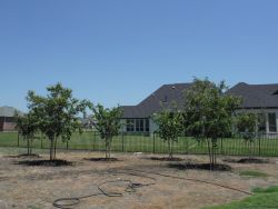 Natchez Crape Myrtles installed in a backyard by Treeland Nursery.