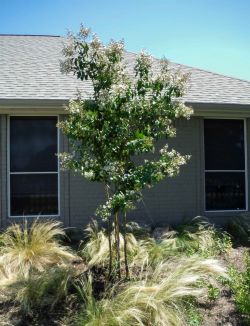 Natchez Crape Myrtle installed by Treeland Nursery.