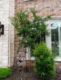 Natchez Crape Myrtle installed in a frontyard by Treeland Nursery.