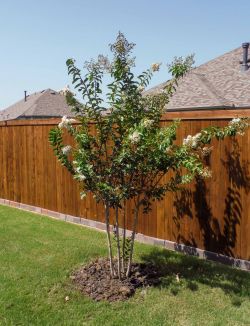 Natchez Crape Myrtles installed in a backyard by Treeland Nursery.