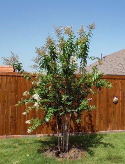 Natchez Crape Myrtles installed in a backyard by Treeland Nursery.