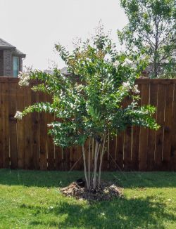 Natchez Crape Myrtles installed in a backyard by Treeland Nursery.