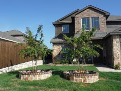 Natchez Crape Myrtles installed in tree rings by Treeland Nursery.