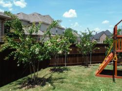 Row of Natchez Crape Myrtles installed in a backyard by Treeland Nursery.
