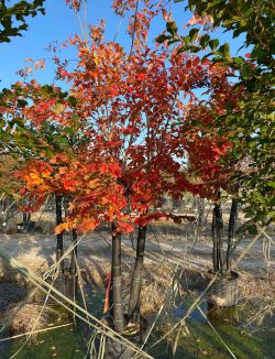 Natchez Crape Myrtle photographed during the Fall.