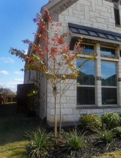 Mature Natchez Crape Myrtle installed during the Fall.