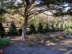 Nellie R Stevens Hollies planted in a row to create a privacy screen.