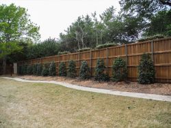 Nellie R Stevens Hollies planted in a row to create a privacy screen.