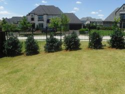 Nellie R Stevens Hollies planted along a wrought iron fence to create a privacy screen.