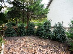 Nellie R Stevens Hollies planted in a row to create a privacy screen.