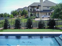 Nellie R Stevens Hollies planted along a wrought iron fence to create a privacy screen.