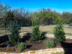 Nellie R Stevens Holly installed in a flower bed by Treeland Nursery.