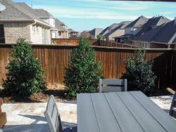 Nellie R Stevens Hollies planted along a patio to create a privacy screen.