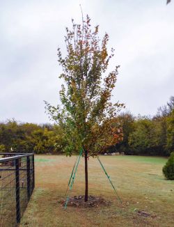 October Glory Maple installed during the Fall by Treeland Nursery.