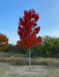 October Glory Maple installed during the Fall by Treeland Nursery.