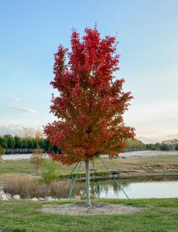 October Glory Maple photographed during the Fall at Treeland Nursery.