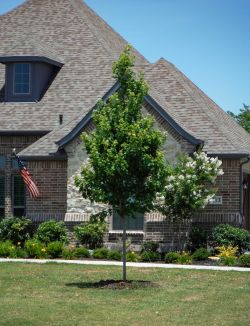 October Glory Maple installed by Treeland Nursery.