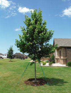 October Glory Maple installed by Treeland Nursery.