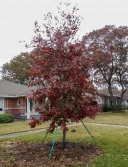 Red Oak installed by Treeland Nursery in the Fall.