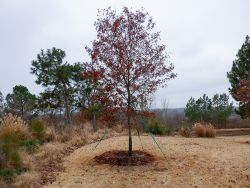 Red Oak installed by Treeland Nursery in the Fall.