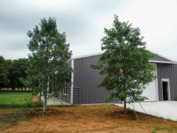 Red Oaks installed by Treeland Nursery.