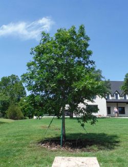 Red Oak installed by Treeland Nursery.