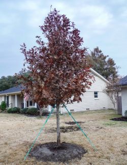 Red Oak installed by Treeland Nursery in the Fall.