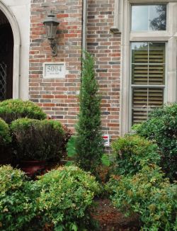 Eastern Red Cedars 'Taylor' installed in a flower bed.