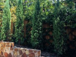 Eastern Red Cedars 'Taylor' installed in a narrow bed.