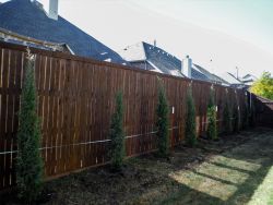 Eastern Red Cedars 'Taylor' installed along a backyard fence.