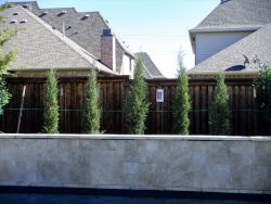 Eastern Red Cedars 'Taylor' installed in a narrow bed.