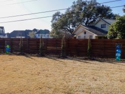 Eastern Red Cedars 'Taylor' installed along a backyard fence.