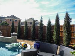 Eastern Red Cedars 'Taylor' installed between a pool and fence.