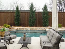 Eastern Red Cedars 'Taylor' installed between a pool and fence.