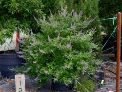 Multi trunk Vitex photographed at the farm.