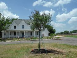 Single trunk Vitex installed in the frontyard.