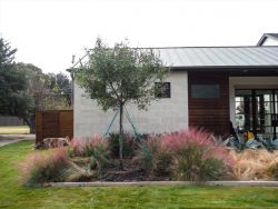 Single trunk Vitex installed in a frontyard flower bed.