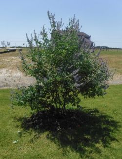 Multi trunk Vitex installed in a backyard. You can prune the trunks up higher like crape myrtles as they grow.