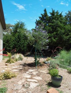 Single trunk Vitex installed in a backyard garden.