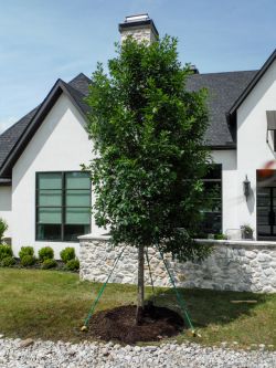 Red Oak Tree